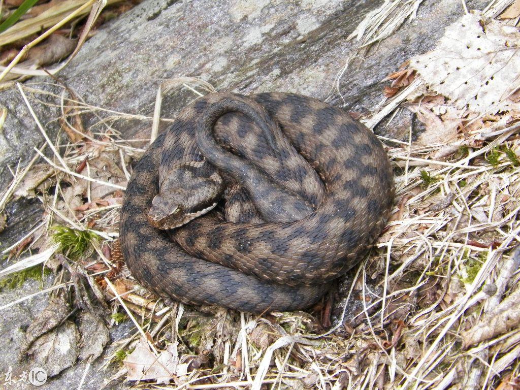 吉林，东北璀璨的绿宝石之光